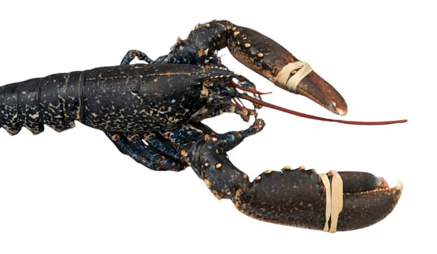 Bogavante